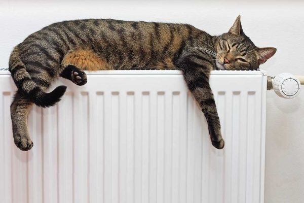 Bild på katt som sover på ett element